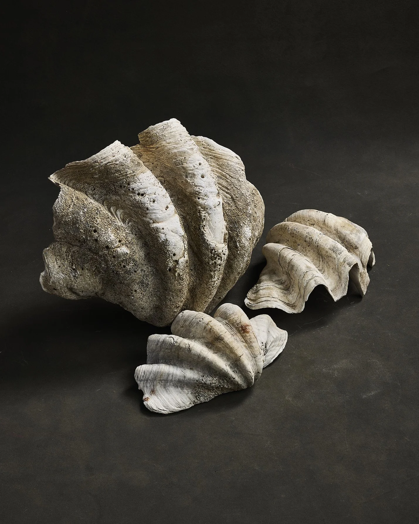 貝殻 Coluzea Juliae Giant Tridacna Gigas Clamshell — the haus plant